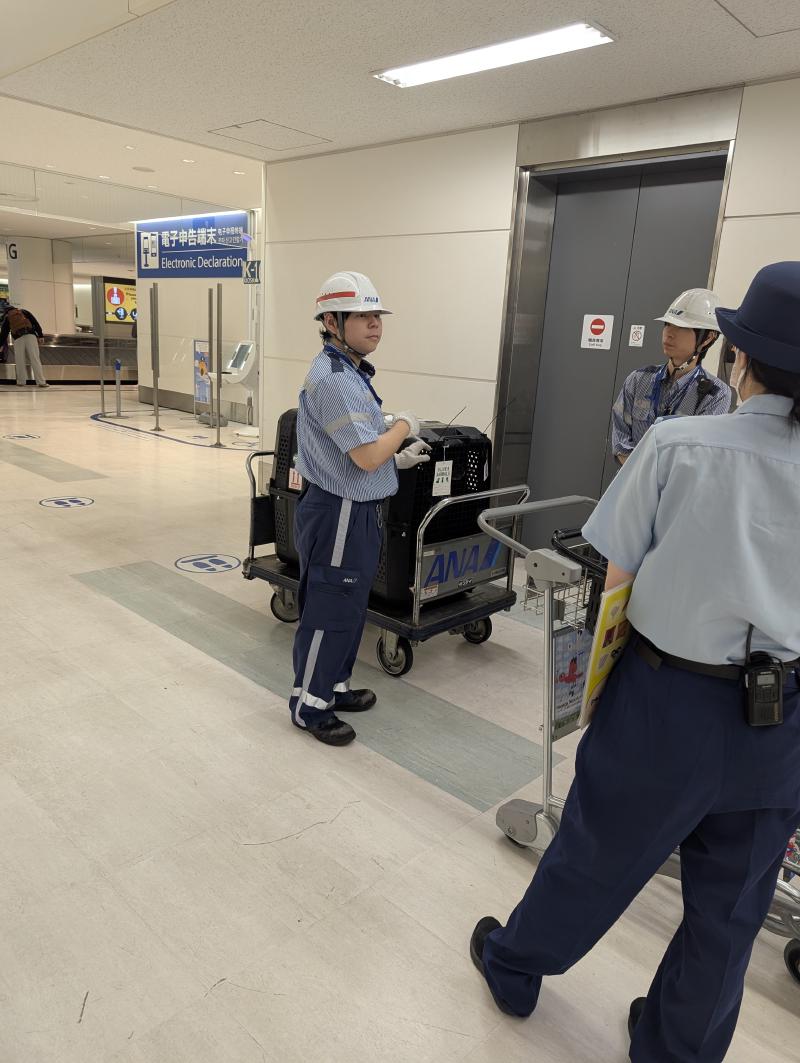 Arrival japan dog
