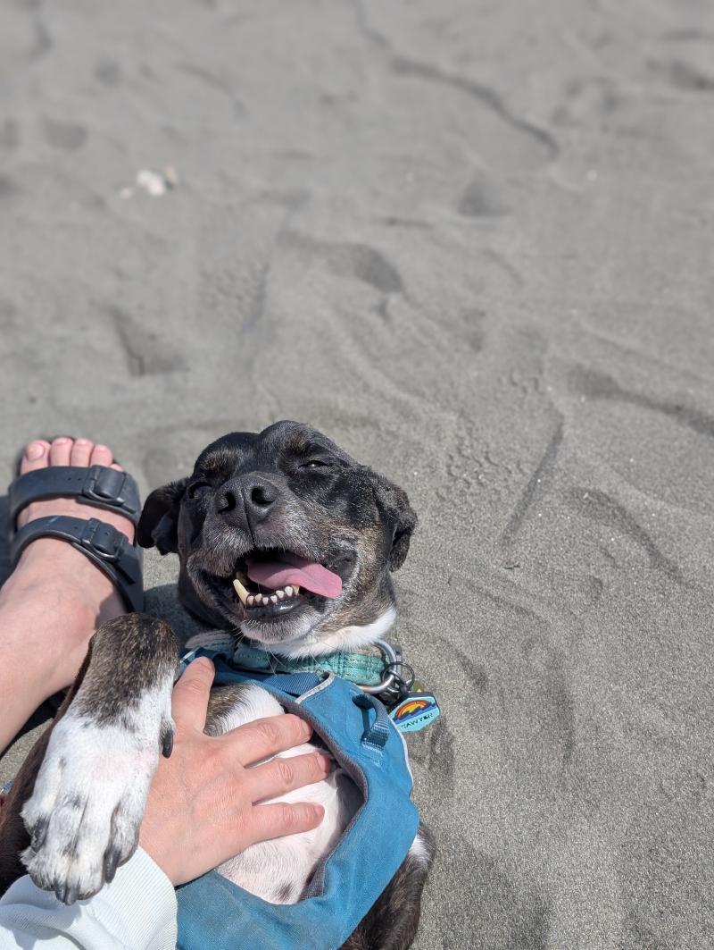 Beach Dog