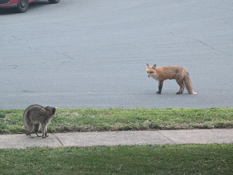 Fox Raccoon